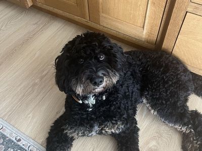 2YO F mini bernedoodle-Lulu