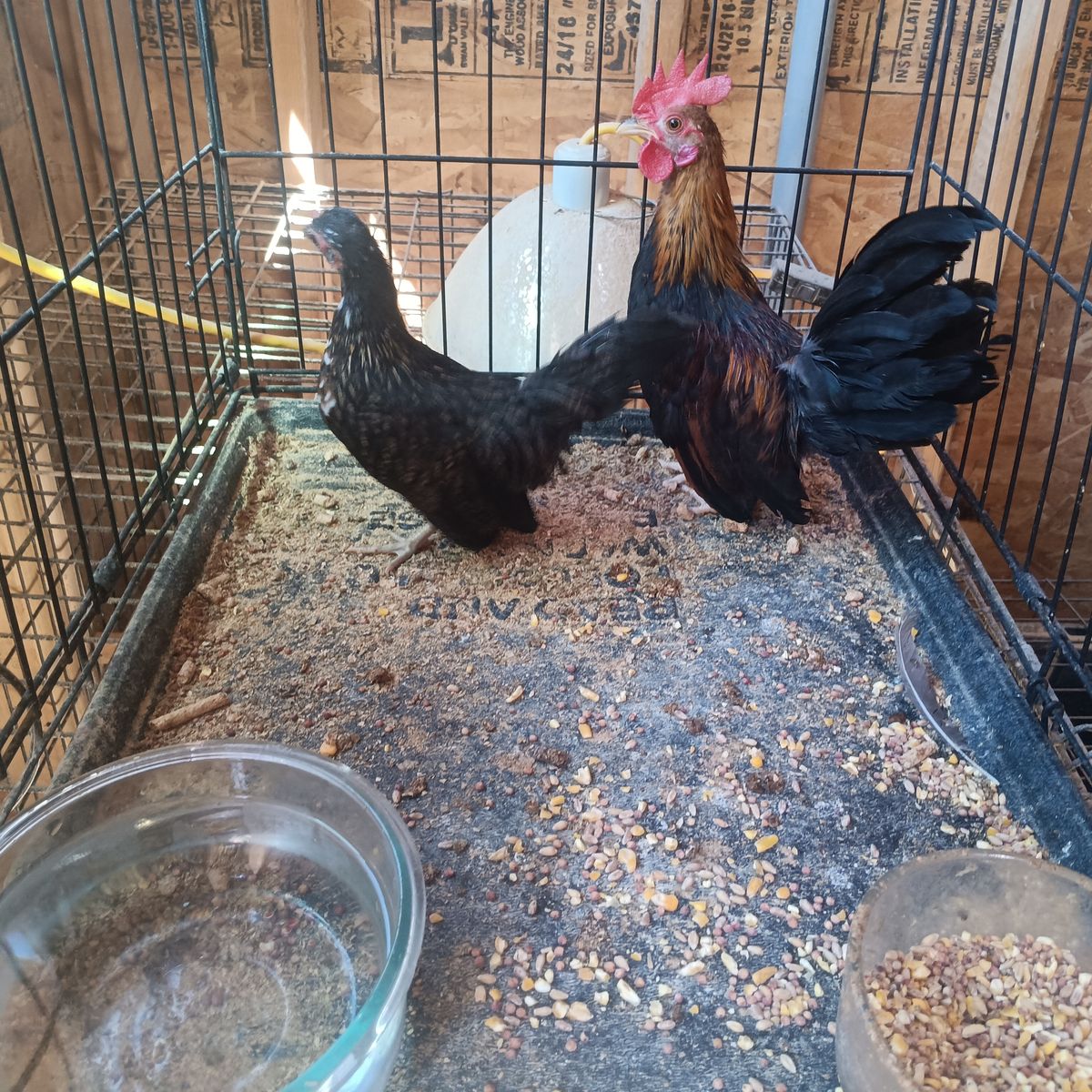 Azteca pair really quality pair of small aztecas short leg rooster and small hen 
