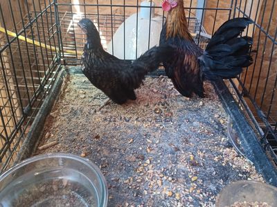 Azteca pair really quality pair of small aztecas short leg rooster and small hen