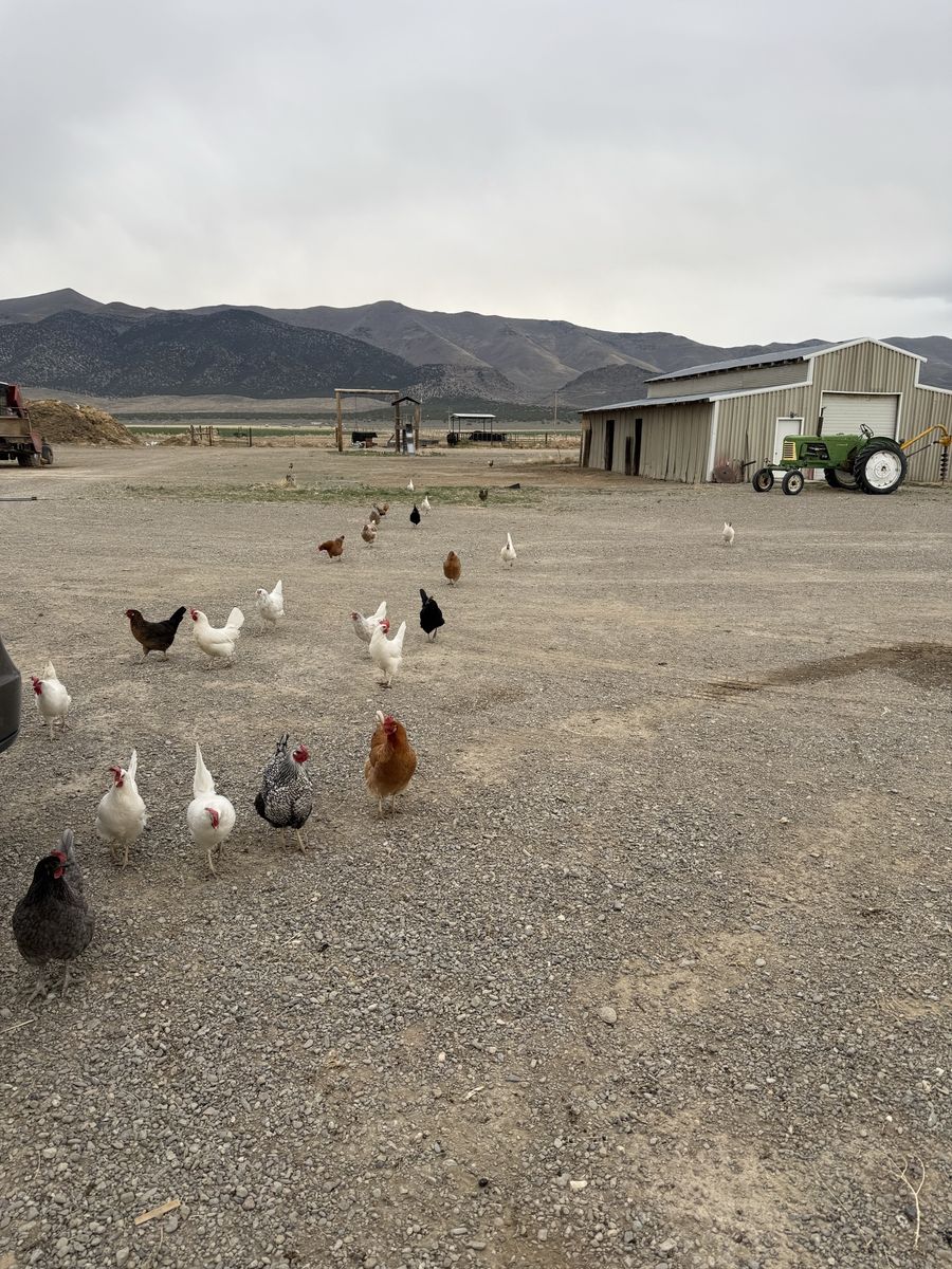laying Chickens For Sale