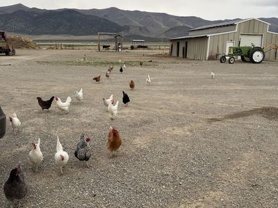 laying Chickens For Sale