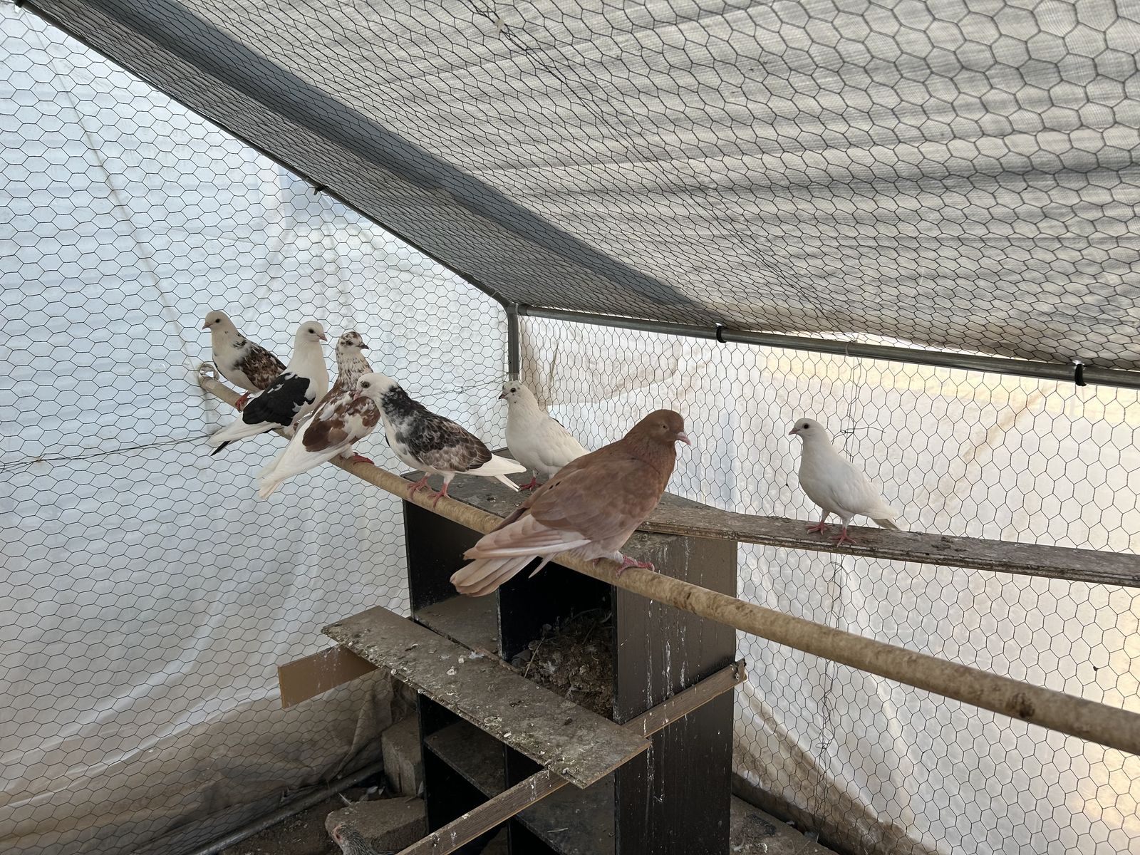 Pigeon 