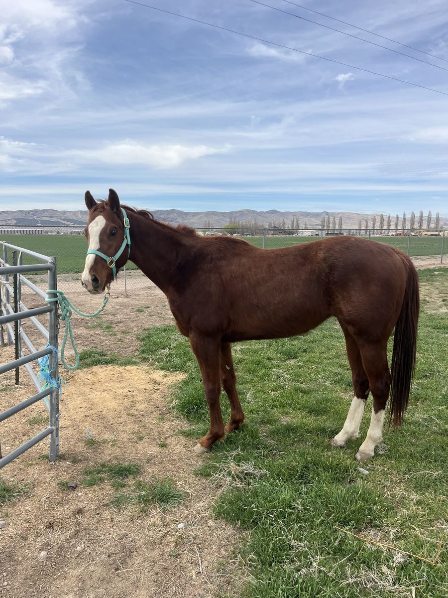 3 Year Old AQHA barrel Prospect