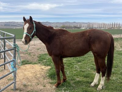 3 Year Old AQHA barrel Prospect