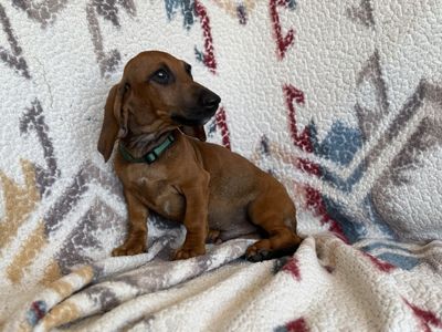 2 MALE DACHSHUNDS