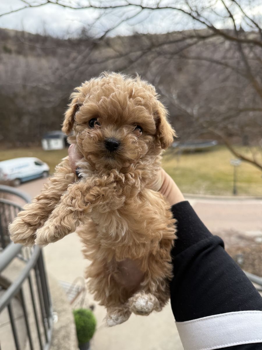 Micro Mini Teacup Bichon Frise Toy Poodle