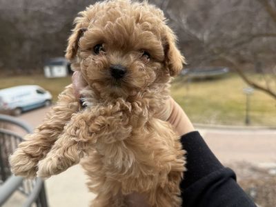 Micro Mini Teacup Bichon Frise Toy Poodle