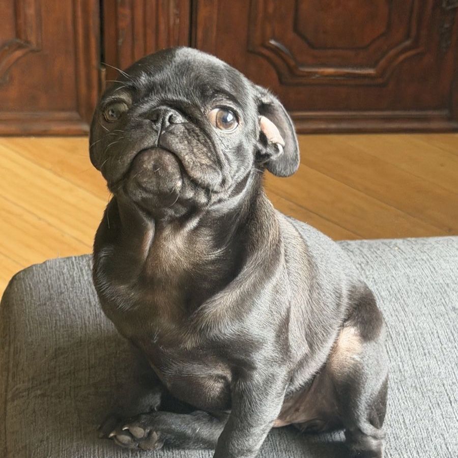 Black Pug Puppy - female