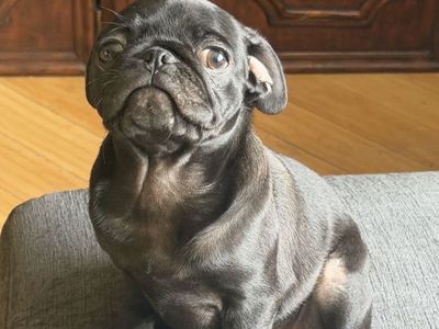 Black Pug Puppy - female