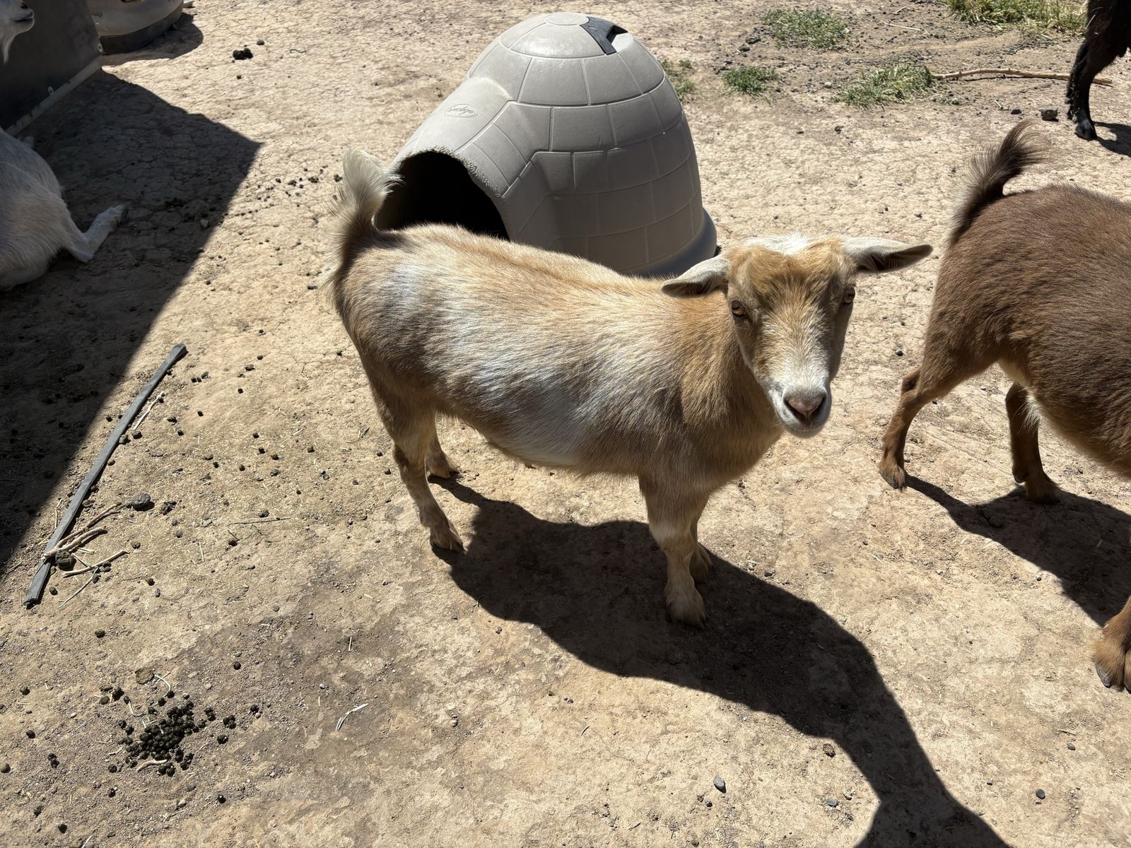 Nigerian dwarf does