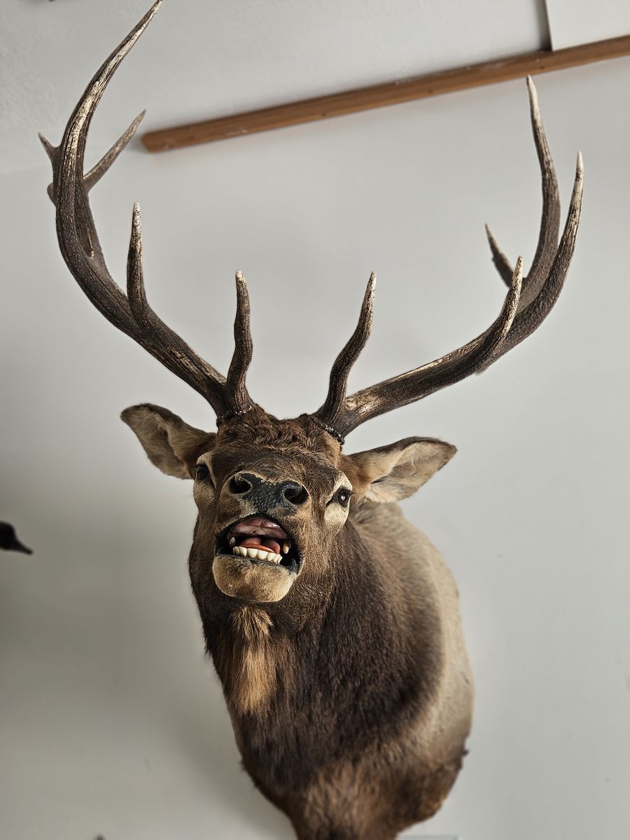 Taxidermy Large Elk Mount