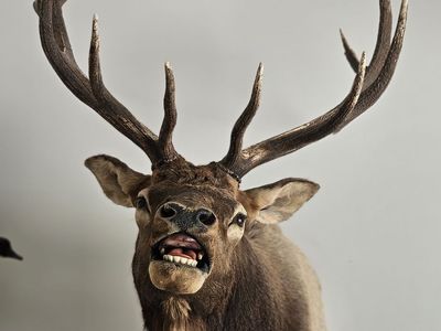 Taxidermy Large Elk Mount