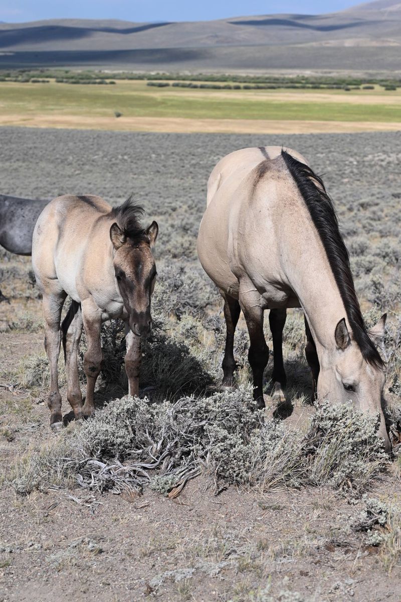 2026 AQHA Grullo Roan Filly, Homozygous