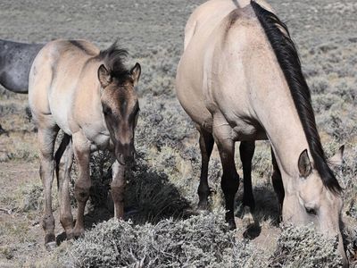 2026 AQHA Grullo Roan Filly, Homozygous