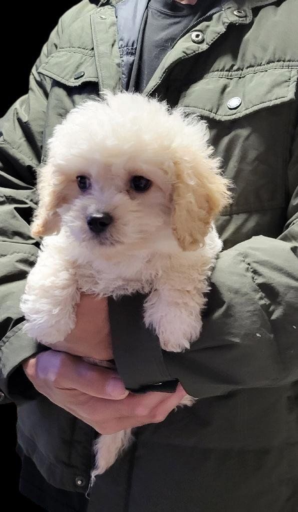 Adorable Maltipoo Puppies - Your New Best Friend Awaits!