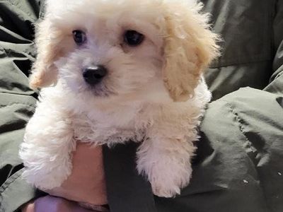 Adorable Maltipoo Puppies - Your New Best Friend Awaits!