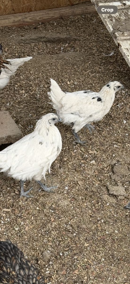 Zombie pullets 5-6 months old