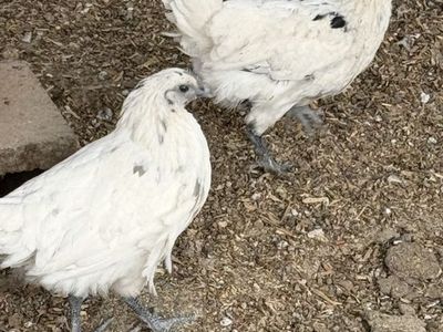 Zombie pullets 5-6 months old