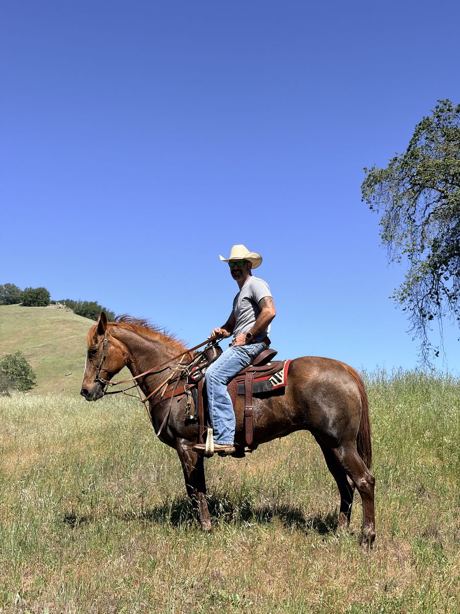 12 Year old Grade Mare