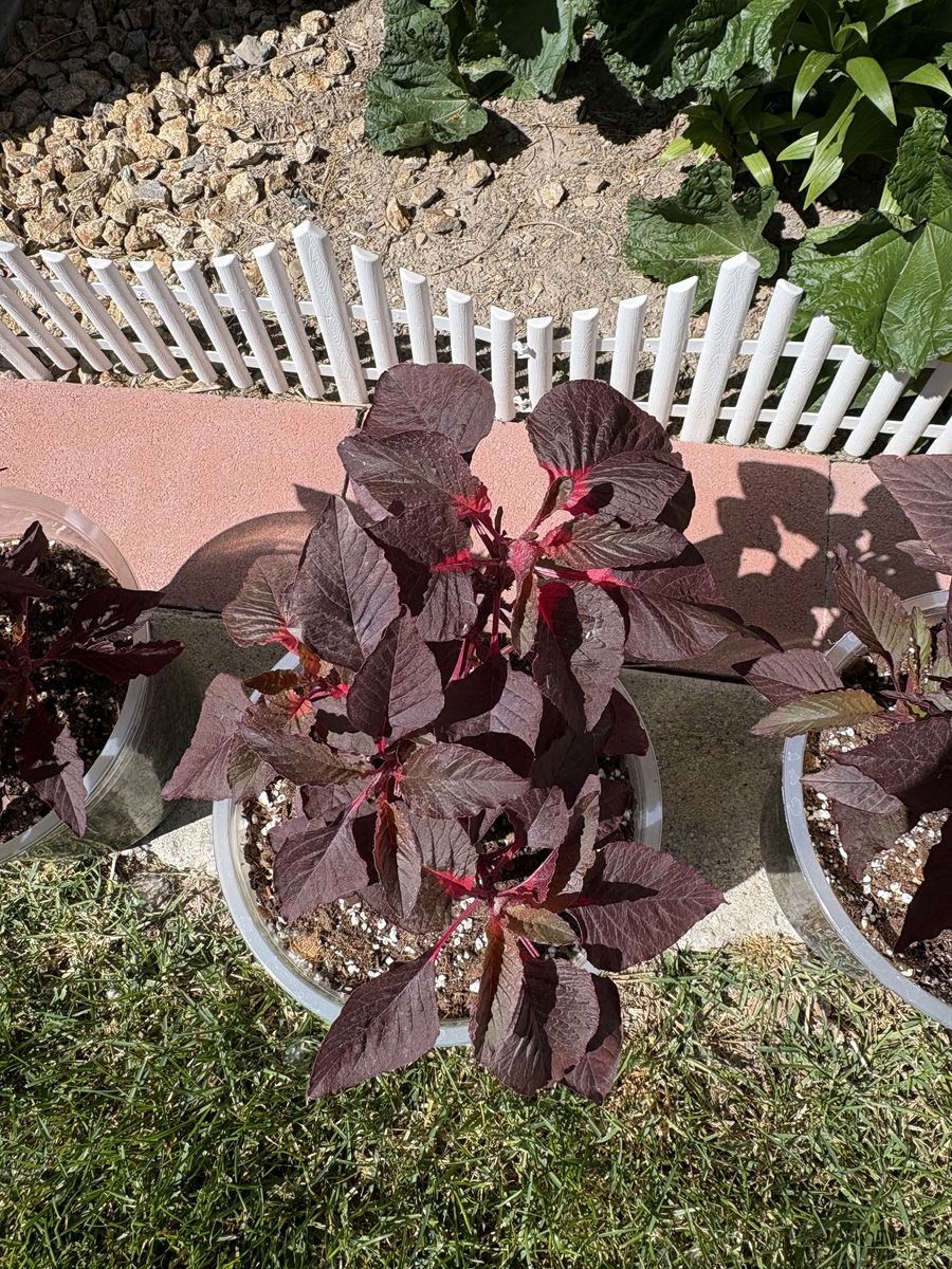 Joseph’s Coat Amaranth Ornamental Plants