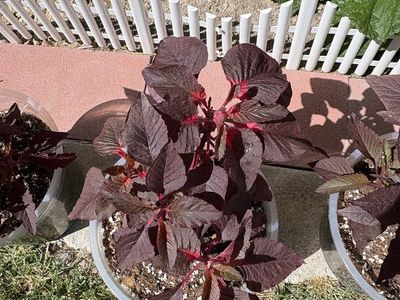 Joseph’s Coat Amaranth Ornamental Plants