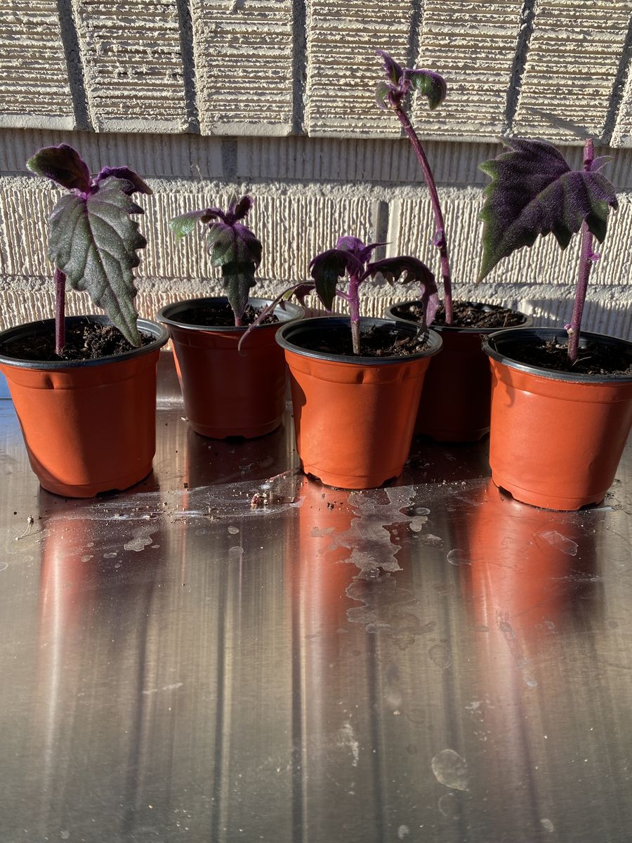 Purple passion houseplants