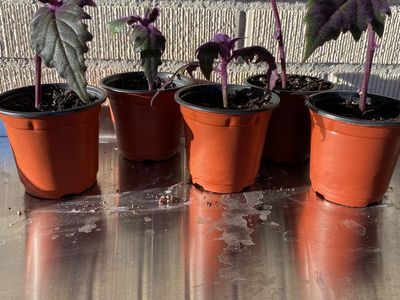 Purple passion houseplants