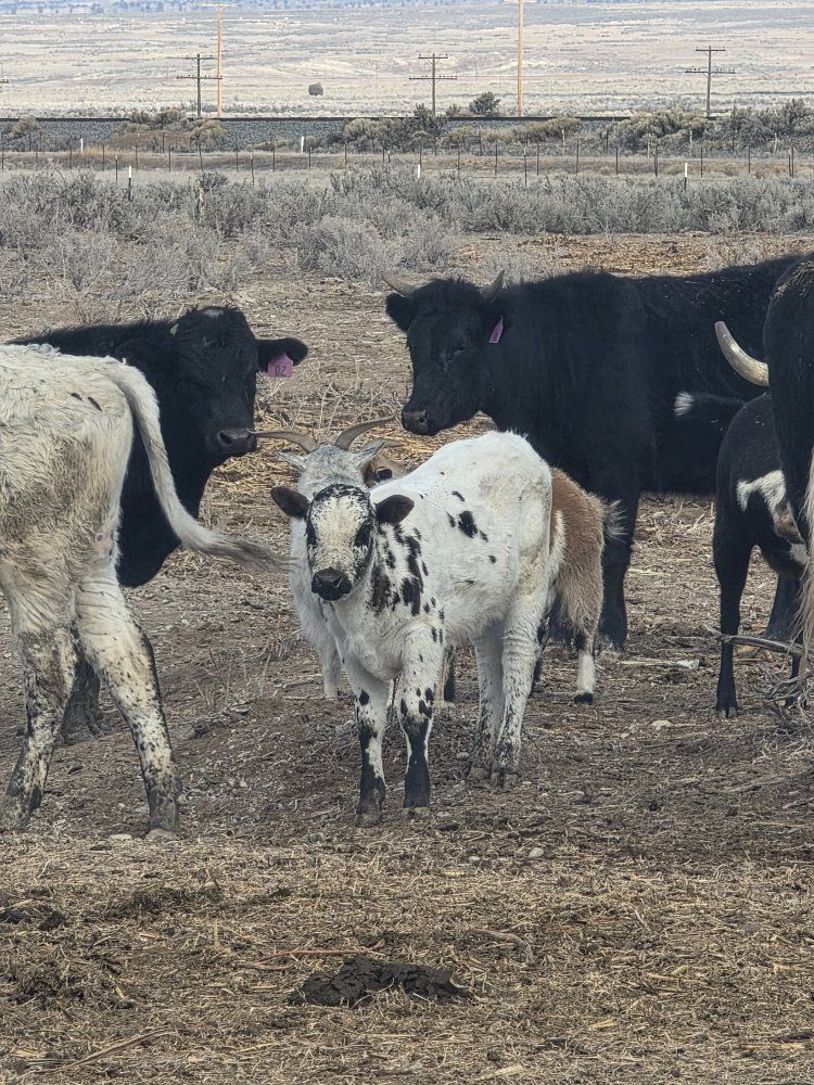 Bred Cows and Yearling Bull