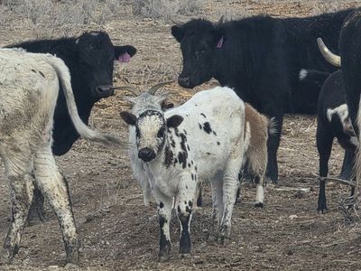 Bred Cows and Yearling Bull