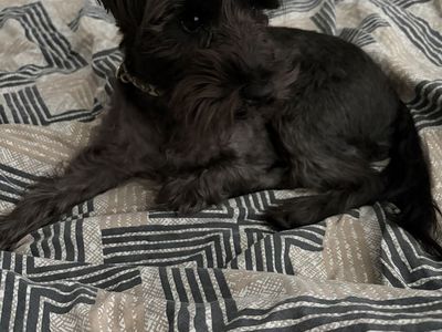 Schnauzer