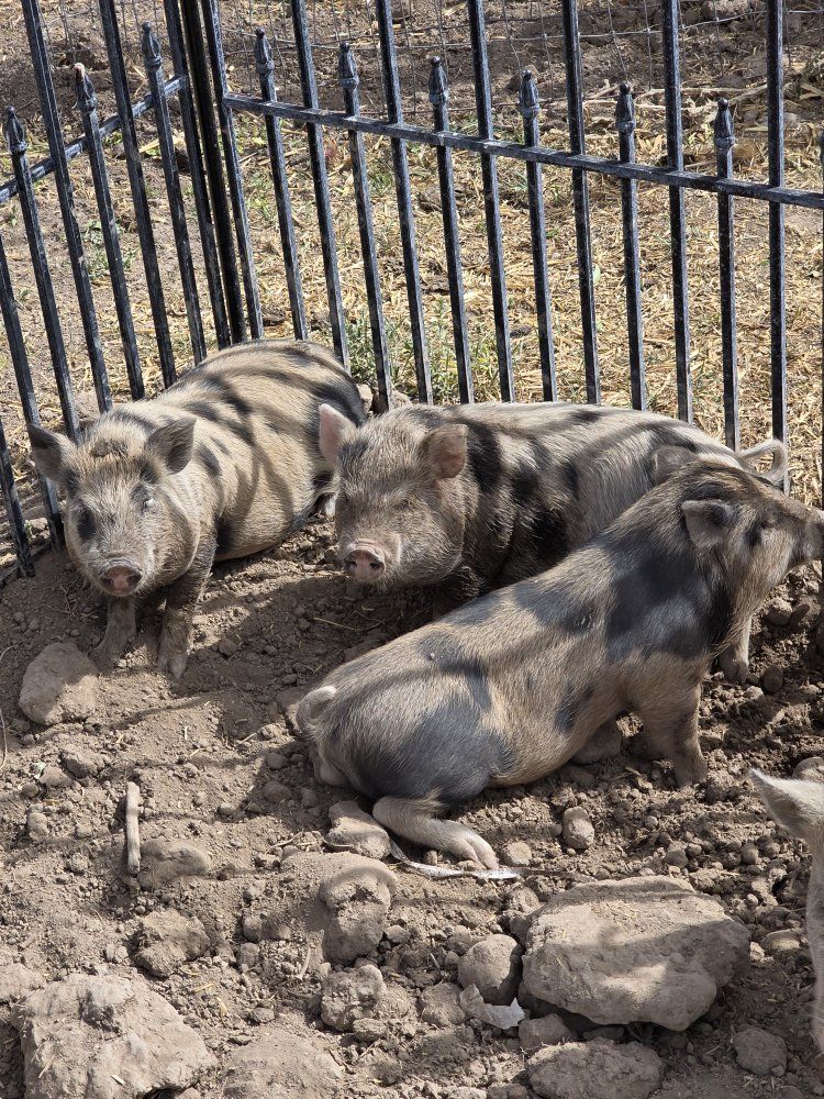 Kunekune Piglets - Adorable, Friendly, and Ready for a New Home