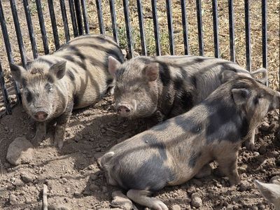 Kunekune Piglets - Adorable, Friendly, and Ready for a New Home