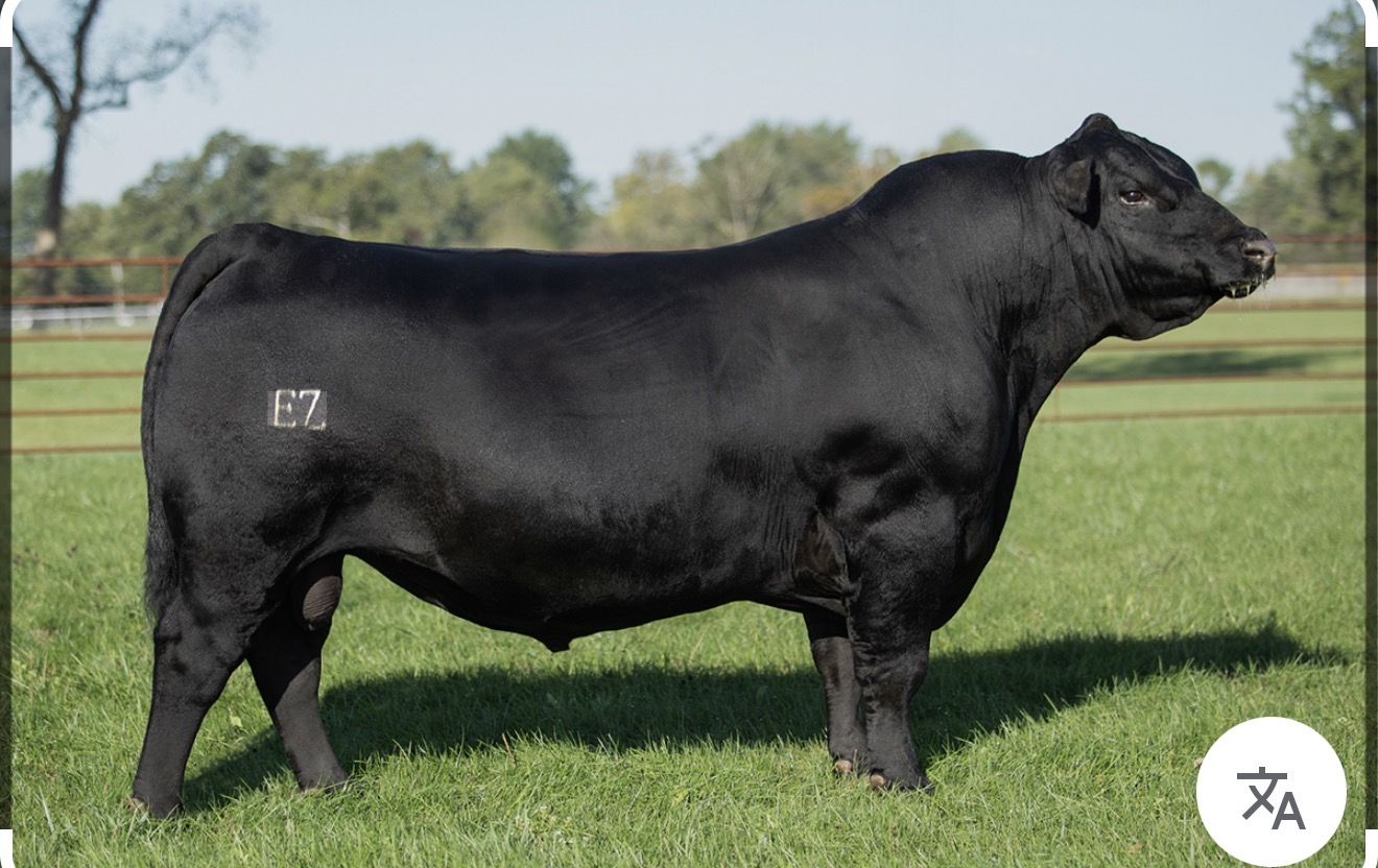 Yearling Black Angus Bull