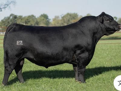 Yearling Black Angus Bull