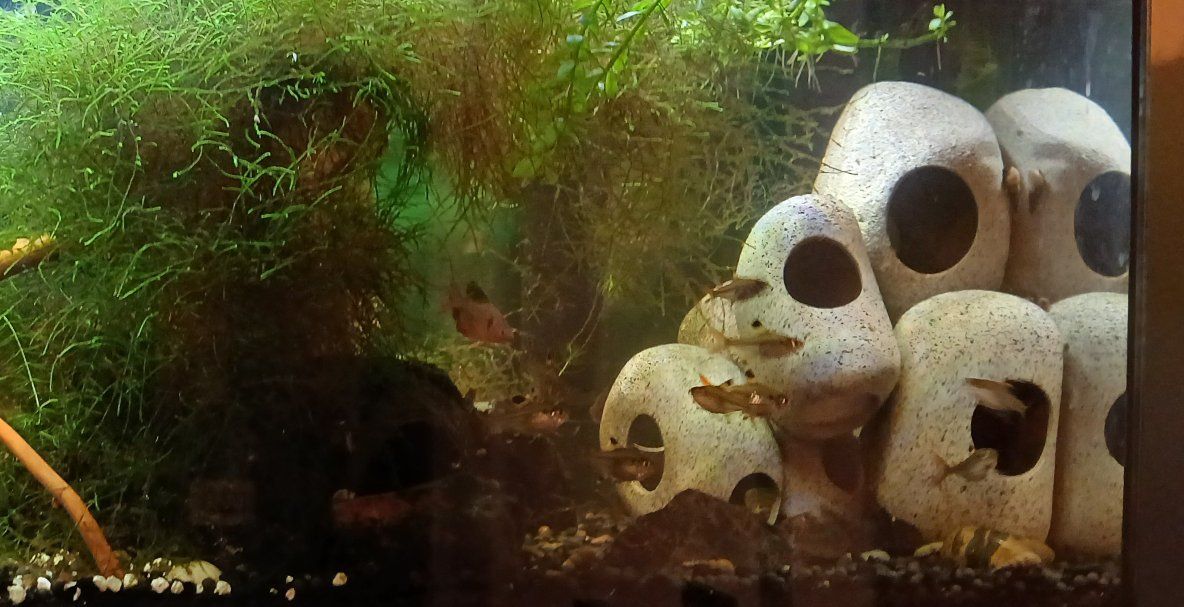 Main image 2