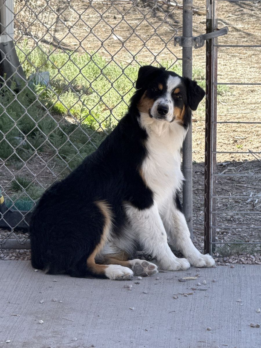 Neutered Aussie