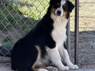 Neutered Aussie