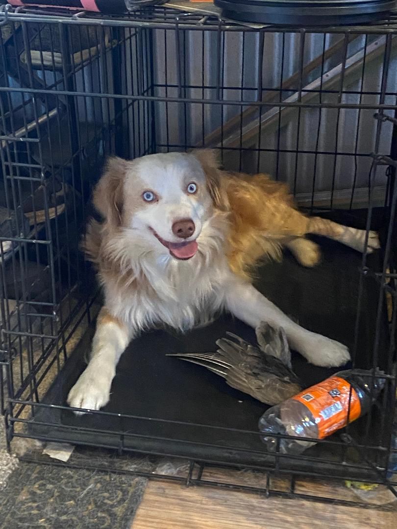 Purebred Mini Australian Shepherd Stud