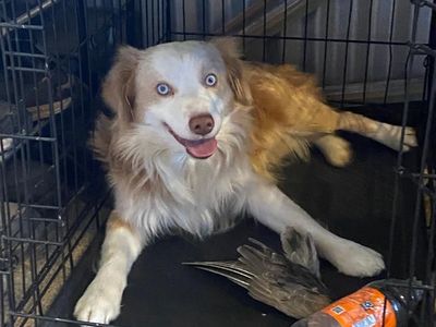 Purebred Mini Australian Shepherd Stud