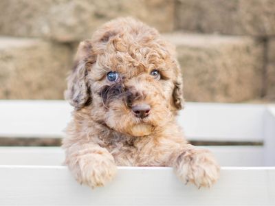 Health tested standard poodles!