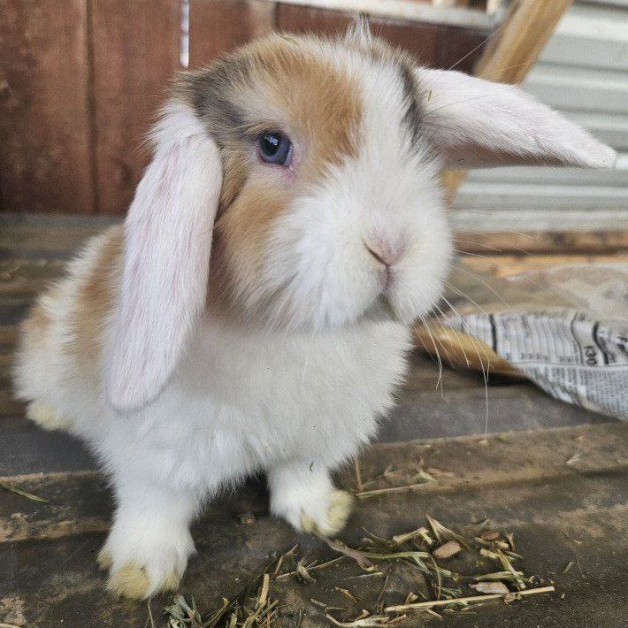 Holland lop babies