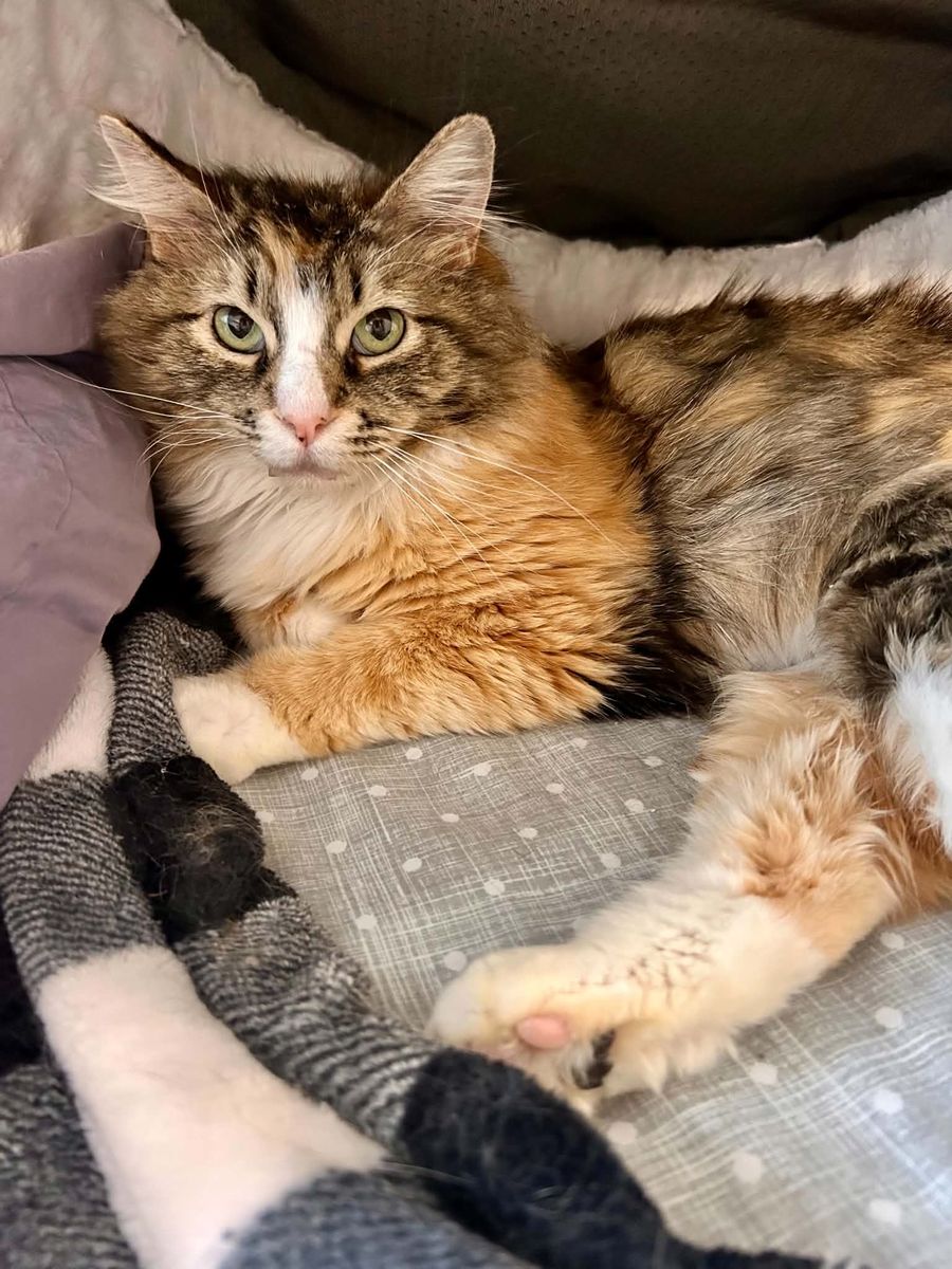 Spayed/vaxed fluffy female, one year