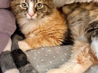 Spayed/vaxed fluffy female, one year