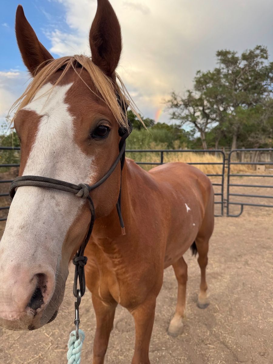 Mustang gelding