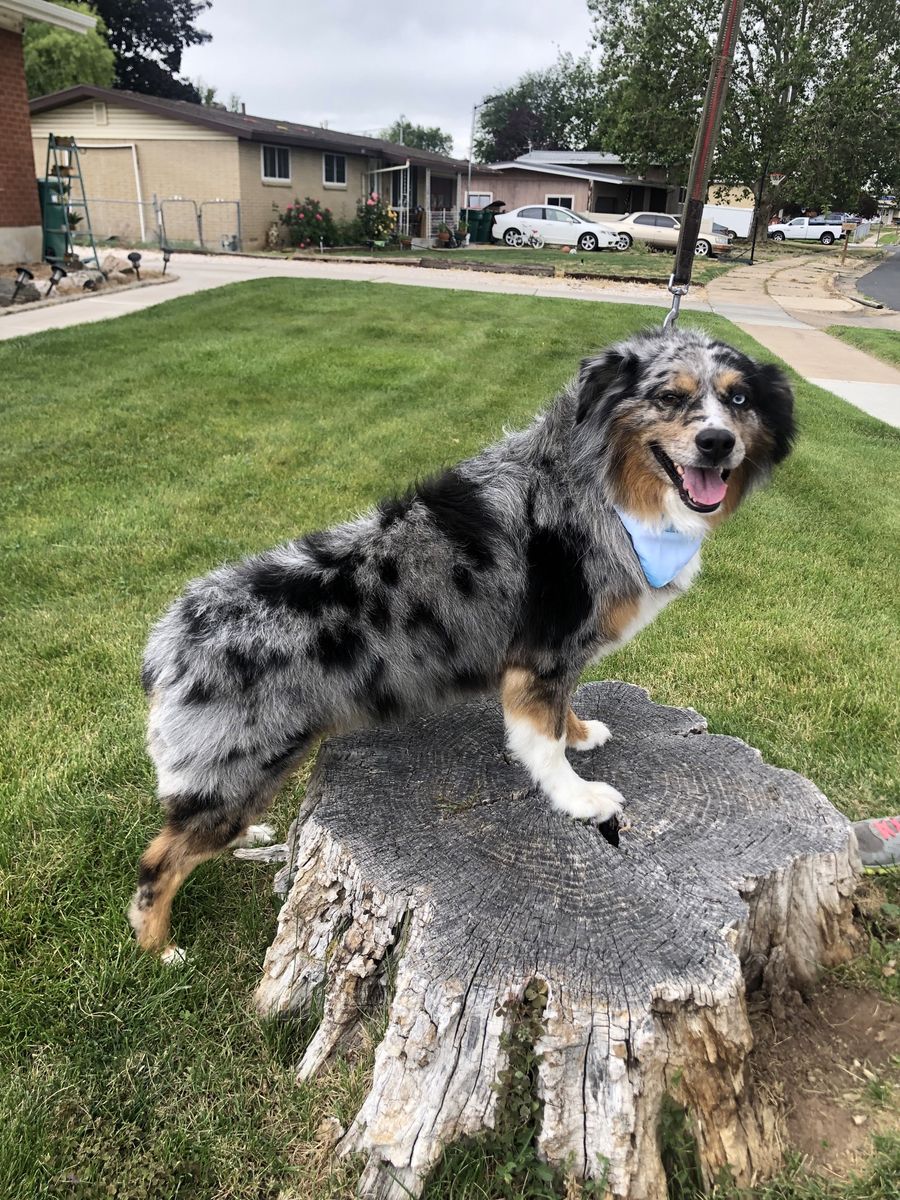 ASCA Blue Merle Stud