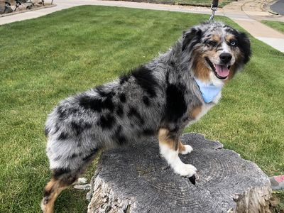 ASCA Blue Merle Stud