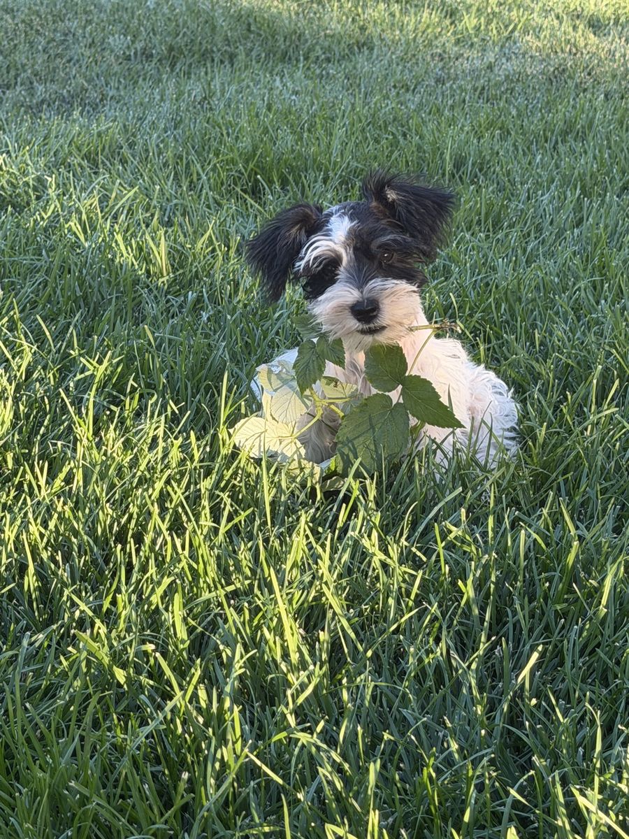 Miniature Schnauzer AKC Puppies