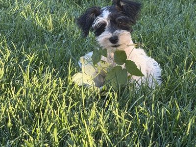 Miniature Schnauzer AKC Puppies