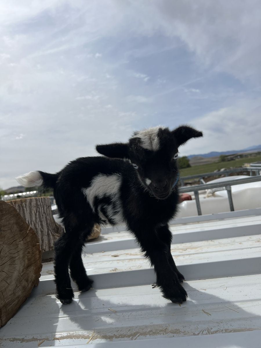 Blue Eyed Nigerian Dwarf Bottle Baby