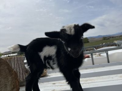 Blue Eyed Nigerian Dwarf Bottle Baby